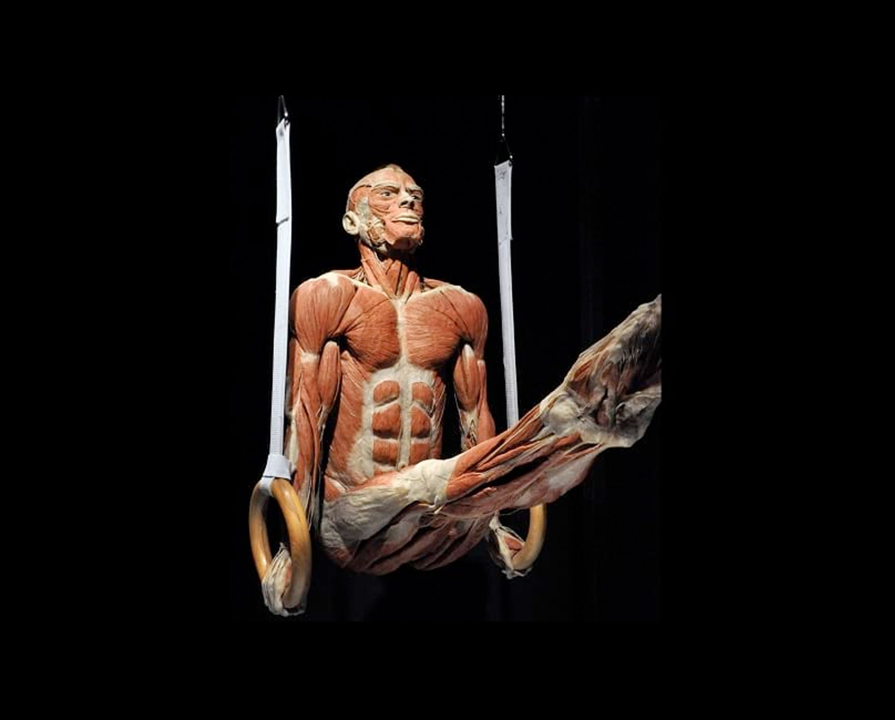 Body worlds a Palermo, la mostra dedicata al corpo umano